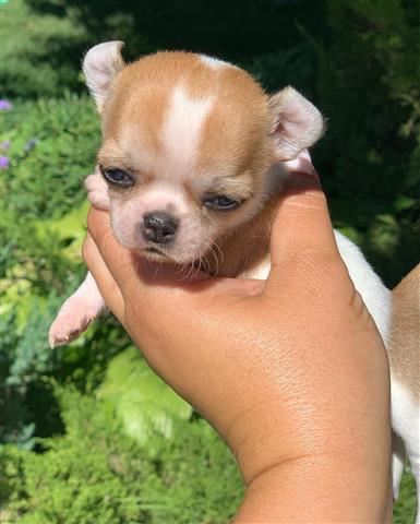 $250 : Chihuahua puppies for sale image 5