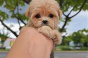 $350 : Maltipoo thumbnail