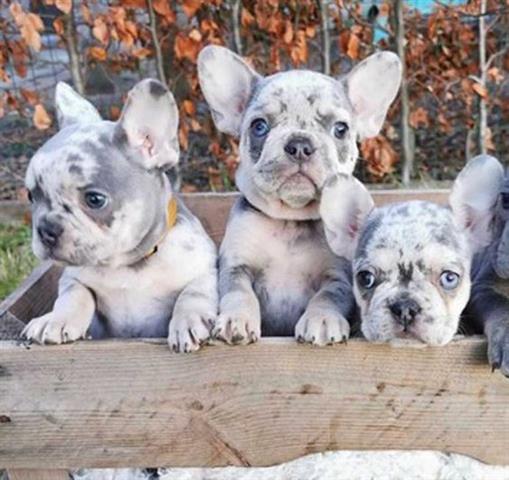 $500 : Cachorros de bulldog francés image 1