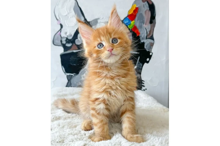 $300 : Coon de maine gatos image 3