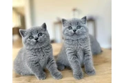 $310 : British Shorthair en venta thumbnail