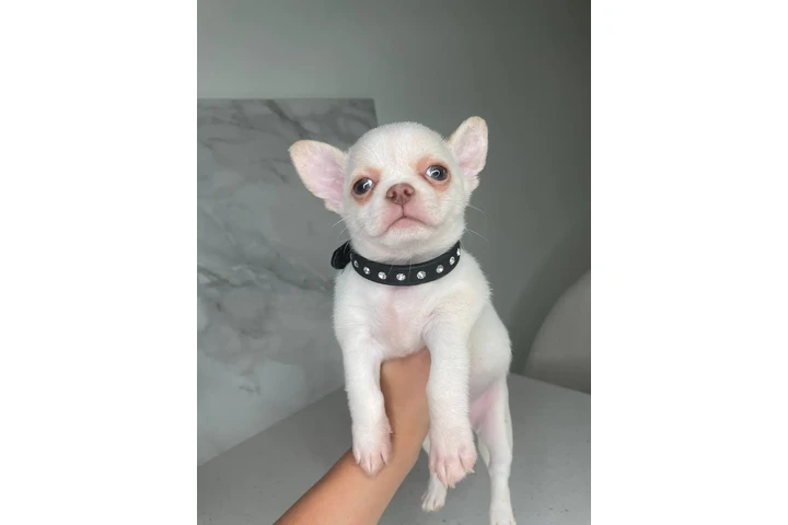 $250 : Chihuahua teacup puppies image 9