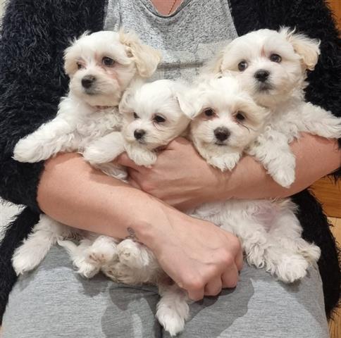 $500 : Maltese puppies for sale image 3