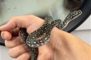 diamond python for sale en London
