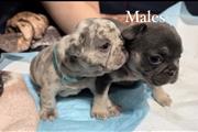 $3500 : French bulldogs thumbnail