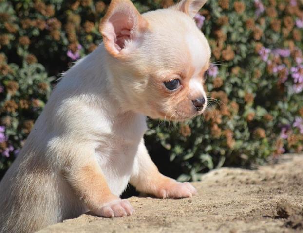 $250 : Chihuahua puppies image 7