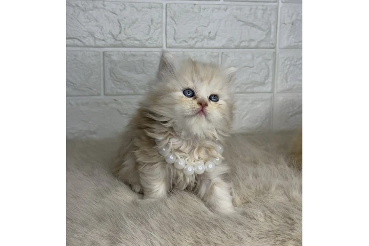 $240 : 2 Preciosos gatitos Persian image 1