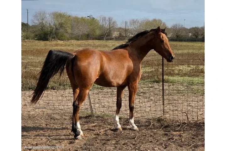 $2875 : "Mario" Gelding Arabian image 6