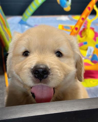 $350 : Golden Retriever image 2