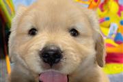 $350 : Golden Retriever thumbnail