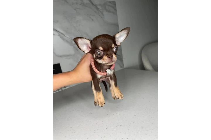 $300 : Chihuahua puppies for sale image 2