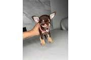 $300 : Chihuahua puppies for sale thumbnail