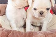 Smart pug puppies for sale en Utica