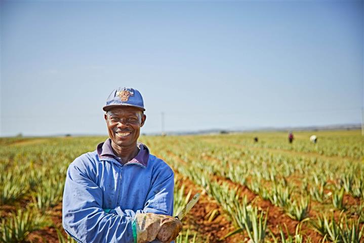 Aloe Vera para beber Forever image 8