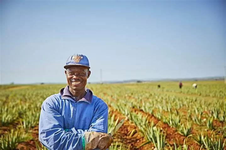 Aloe Vera para beber Forever image 8