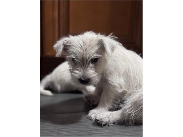 $5000 : Westie - West Highland puppies image 9