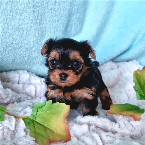 $350 : ALMOND Yorkie puppies for sale image 2