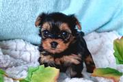 $350 : ALMOND Yorkie puppies for sale thumbnail