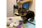 $450 : yorkie puppies thumbnail