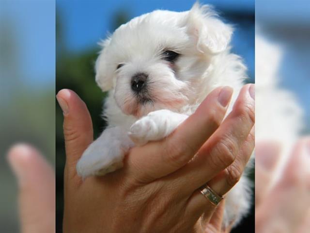 $240 : THREE CUTIE PURE BREED MALTESE image 1