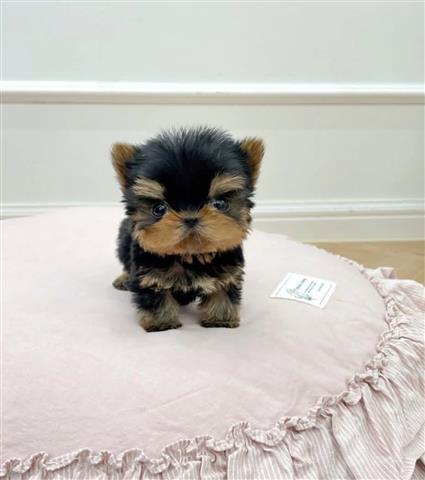 $250 : Teacup Poodle and Yorkie image 2