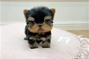 $250 : Teacup Poodle and Yorkie thumbnail