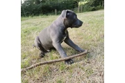 pitbull en venta en Atlanta