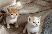 8 wk old kittens ready now thumbnail