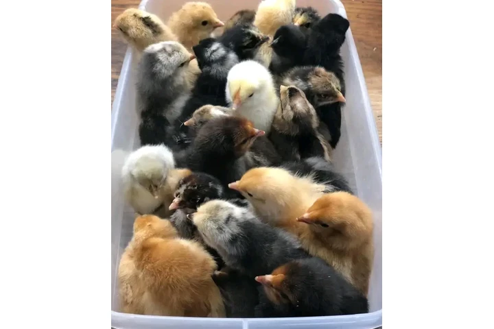 $250 : Fowls For Sale image 1