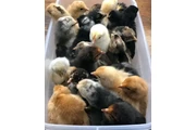 Fowls For Sale en Denver