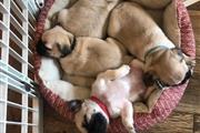 $500 : Beautiful Pug puppies ready thumbnail