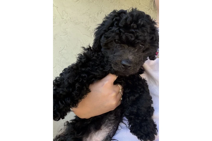 $650 : Hermoso mini poodle de 3 meses image 1