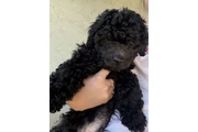 Hermoso mini poodle de 3 meses en San Jose