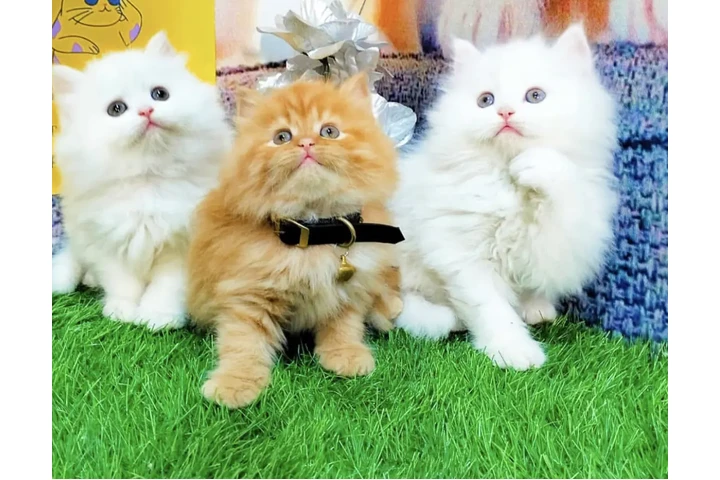$245 : 3 British shorthair for sale image 1