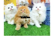 3 British shorthair for sale en Los Angeles