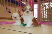 $800 : Hermosos cachorros de Shih Tzu thumbnail