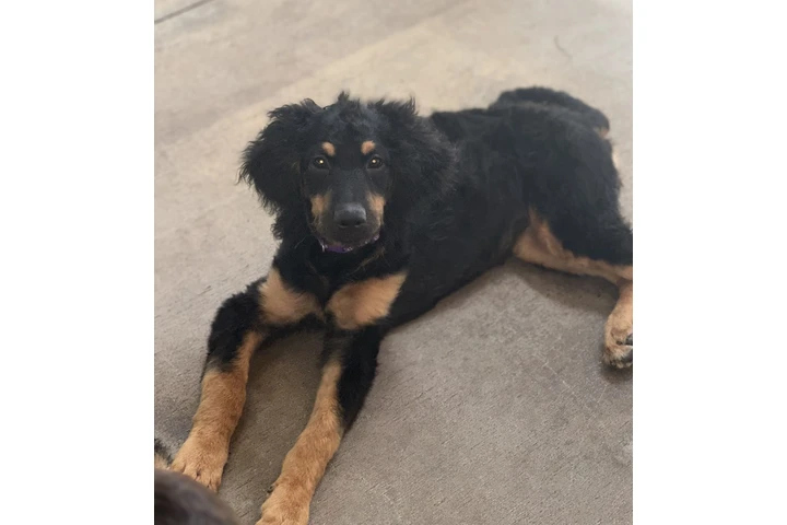 Goldendoodle standard image 1