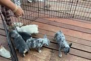 $600 : kc french bulldogs puppies thumbnail