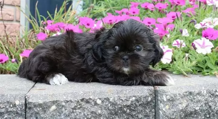 $600 : Shih tzu puppies for sale image 2