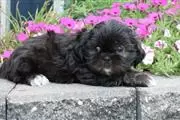 $600 : Shih tzu puppies for sale thumbnail