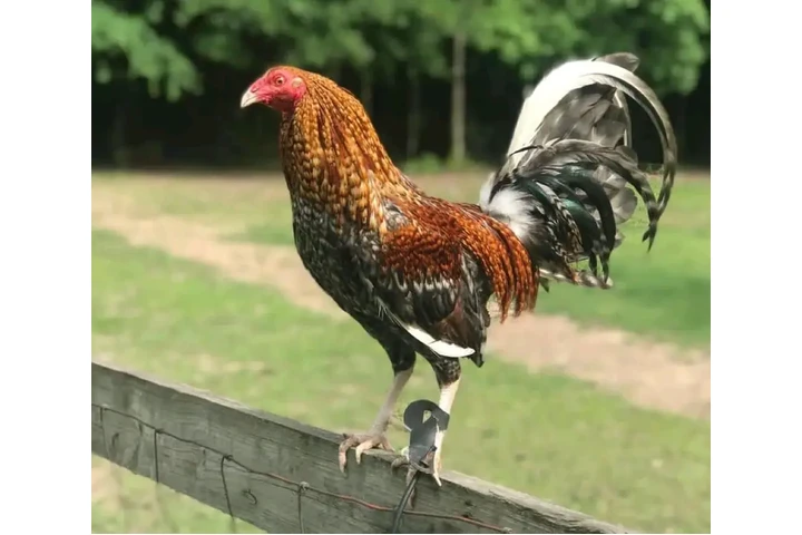 $250 : Fowls For Sale image 2