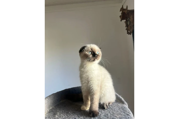 $2000 : 3 Beautiful Scottish Fold Girl image 2