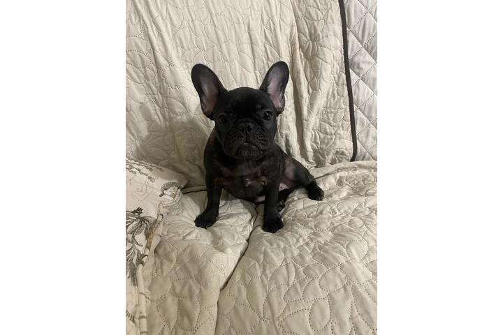 $500 : Hermosa french bulldog puppy image 2