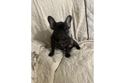 $500 : Hermosa french bulldog puppy thumbnail