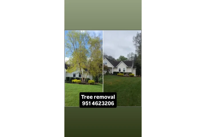 Tree removal TREE SERVICE image 2