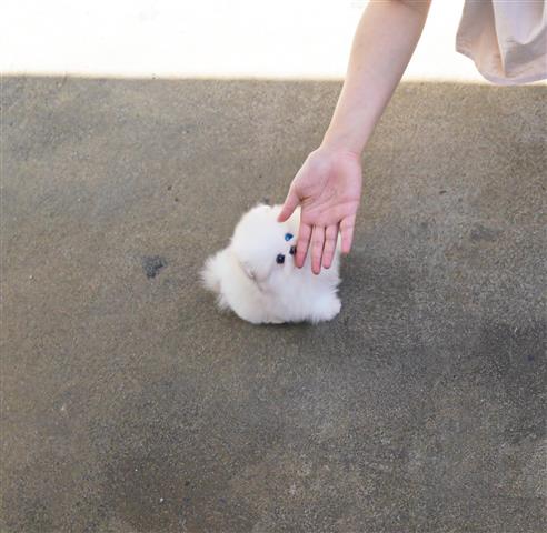 $250 : Teacup Pomeranian puppies image 4