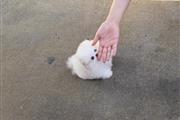 $250 : Teacup Pomeranian puppies thumbnail