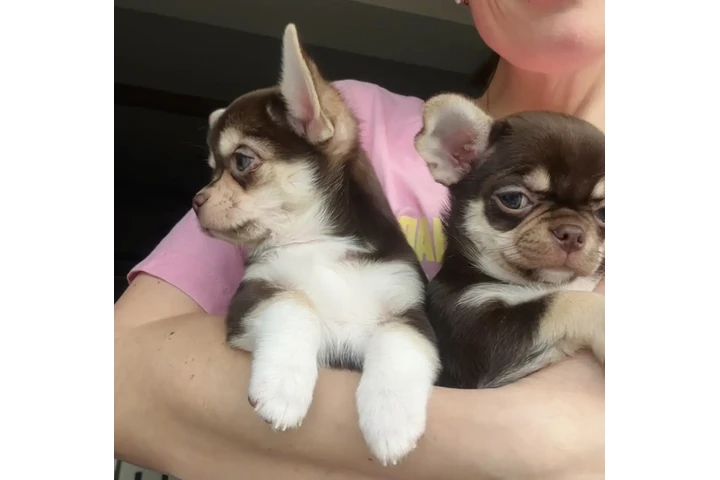 $410 : Cachorros Chihuahua image 2