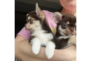 $410 : Cachorros Chihuahua thumbnail