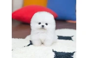 Pomerania taza de té en Atlanta